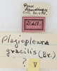 CollectionObject 1566633; NMW 21613, ee1d6efa-185e-4f52-9211-4136748f6dcf: labels. (CollectionObject).