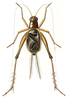Prosthacusta circumcincta (Scudder, 1869): Pl. VII, Fig. 18. male, dorsal view (Prosthacusta mexicana). (Otu).
