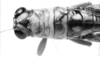 CollectionObject 1523832; 9ea490fb-3ab8-4eeb-863e-d47f6c019073: male, head and pronotum, dorsal view (holotype). (CollectionObject).