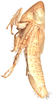 Habitus, lateral view: !! display not done !! on Cortona minuta Oman, 1938: Habitus, female, lateral view. (Observation).