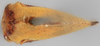 Habitus, dorsal view on Amastris maculata Funkhouser, 1922: (Observation).