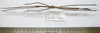 CollectionObject 1562670; 20603ec3-01e3-46c9-bf48-c588a60e8d8e: copyright FRIM. male of Pharncia chiniensis (paratype). (CollectionObject).