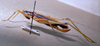 CollectionObject 1541573; b0115793-3b9b-49cd-9b6d-54d66f13f718: female, lateral view. (CollectionObject).