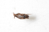 CollectionObject 1590412; 8d5a22b0-2c5e-4b7f-92c9-c774272654d6: female, ventral view. (CollectionObject).