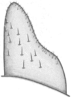 Subgenital plate, ventral view on Doratura medvedevi Logvinenko, 1961: from West Kazakhstan, Saykhin; ventral view. (Observation).