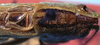 CollectionObject 1522191; f43f4601-4da4-48b2-b8ec-fd7a50eaac26: male pronotum and stridulatory apparatus (holotype). (CollectionObject).