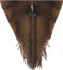 Ovipositor: Ovipositor. (Observation).
