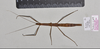 CollectionObject 1597630; 6df43b93-5df6-4a26-a9cb-5a053f30b9e2: copyright QM. female, dorsal view (paratype). (CollectionObject).