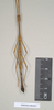CollectionObject 1562972; 1352e632-389c-4b3a-881f-3ea91749d186: copyright Natural History Museum, London. male (paratype). (CollectionObject).;CollectionObject 1562973; f491bf24-c43d-4575-8225-d562efcae64a: copyright Natural History Museum, London. male (paratype). (CollectionObject).
