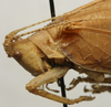 CollectionObject 1535059; 63316fe3-706a-4b5f-8f9e-d98b23ad2b1d: female pronotum, lateral view (lectotype). (CollectionObject).