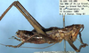 CollectionObject 1504067; 9545dc9c-bff8-44ee-a327-7740d81fb880: male (holotype). (CollectionObject).