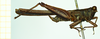 CollectionObject 1585890; de91a95c-4619-4162-8b40-ffcfbfd7a339: male, lateral view (syntype). (CollectionObject).
