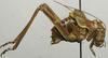 CollectionObject 1535979; 05549ef2-b230-4b3b-a43c-44c01b8b080c: male, lateral view (syntype). (CollectionObject).