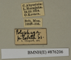 CollectionObject 1572919; 3179d87c-6c7f-4eec-be12-e880ed2b4e39: Copyright Natural History Museum, London. Labels from non-type (adult female) in BM(NH). (CollectionObject).
