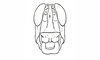 Dichroplus misionensis Carbonell, 1968: Fig. 85. head, frontal view. (Otu).