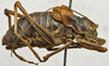 CollectionObject 1534982; 02c6afe0-421f-4927-932e-1d28dc6293c9: male, lateral view (syntype). (CollectionObject).