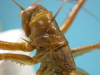 CollectionObject 1542920; 11d8cfa1-dc55-42e8-9fe8-666f844e2483: female, pronotum latero-dorsal view (allotype of Cerberodon cuiabensis). (CollectionObject).