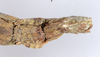 CollectionObject 1562343; c8b726ff-faaa-44ad-b8fa-713c02fe130c: copyright ZMUH, Hamburg. female: end of abdomen, ventral view (syntype). (CollectionObject).
