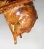 CollectionObject 1567637; 6b6d61b2-c7f3-40c6-abb2-500bf0a2454f: male abdomen tip, lateral view. (CollectionObject).