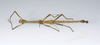 CollectionObject 1590191; USNM(SF IMPORT DUPLICATE) RD–044, fc1f0f9e-1e73-4b5b-b0b5-b68c812a0411: copyright USNM, Washington. male, ventral view (holotype). (CollectionObject).