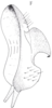 Stylus: !! display not done !! on Cixidia (Epiptera) lapponica (Zetterstedt, 1837): (Observation).