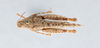 CollectionObject 2712894; CNCI 311931, 3a6b8af5-5353-4138-bab1-79a15bf27d1d: Astehelius crypticus. Astehelius crypticus Dorsal (Holotype). (CollectionObject).