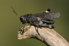 male (Germany, Middle Franconia, Dolomitkuppenalb). Depicts Psophus stridulus (Linnaeus, 1758), an Otu.