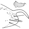 Pygofer, lateral view on Dikraneura (Dikraneura) orientalis Dworakowska, 1993: Pygofer, lateral view. (Observation).
