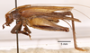 CollectionObject 1523682; 67da3785-dc28-4c80-87d3-3f7b2977fb99, ANSP1113: male, lateral view (holotype). (CollectionObject).