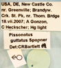 Other: !! display not done !! on Pissonotus guttatus Spooner, 1912: (Observation).