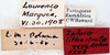 Zuluia lithostrota Rehn, 1931: Photo by Heidi Hopkins. labels. (Otu).