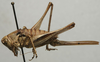 CollectionObject 1535132; 88410680-cf37-4b8f-836b-71c7238efcd2: female, lateral view (syntype). (CollectionObject).