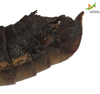 CollectionObject 1849329; e354ba48-ba5e-4b24-a07f-eeff7b7f4c3b, Unioeste Cascavel K-0429: Male. End of abdomen, lateral view. (CollectionObject).