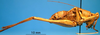CollectionObject 1530692; 79b45d45-274b-4d62-a91a-a5e1603260d9, DORSA STantbeiHTM: male, lateral view (holotype). (CollectionObject).