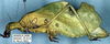 CollectionObject 1517200; d8553226-ee7a-48da-8e46-1d5af18a6827: male, lateral view (holotype). (CollectionObject).