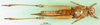 CollectionObject 1500241; a257f576-e1e8-430f-8d06-5369b05e5ae6: female, ventral view (syntype of Gastrimargus silvicola). (CollectionObject).