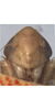 Head on Arocephalus (Arocephalus) longiceps (Kirschbaum, 1868): Face. (Observation).