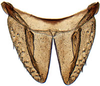 Subgenital plate: Bonaspeia attia, subgenital plates, ventrally (INHS). (Observation).