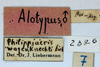 CollectionObject 1566280; fa5c983f-d01d-4a25-8fd5-21f75ff6645a, MLP2326: labels (allotype). (CollectionObject).