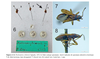 Bergidia chilensis (Spinola, 1852) now Bergidia polychroma (Spinola, 1852): Among the six syntypes, four males and two females, the male specimen of Ptochiomera chilensis indicated with an arrow in figure 6 is selected as the lectotype (taked from Dellapé & Melo 2023). (Otu).