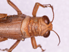 CollectionObject 1572184; ea01757e-86b9-496b-a56f-b6d20e33cdf8: male, head and pronotum in dorsal view (holotype). (CollectionObject).