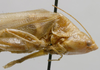 CollectionObject 1535044; 6f4008e6-9fc2-47ce-ad1d-a66cf360ae49: female head and pronotum, lateral view (lectotype). (CollectionObject).