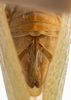 Terminalia, in situ on Bulldolonia impressa (Metcalf & Bruner, 1930): (Observation).