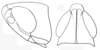 Tristria discoidalis Bolívar, 1890: head, lateral and dorsal view. (Otu).