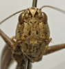 CollectionObject 1535994; 0135e7ad-417e-4968-ad7c-8543bef6b667: female, frontal view (syntype). (CollectionObject).