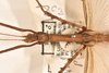 CollectionObject 1558464; 265a6e3d-8035-485c-aba9-aec681d49b9a: copyright OUMNH. male: head & thorax, dorsal view (syntype). (CollectionObject).;CollectionObject 1558465; d166c98e-8403-4894-9ef3-61957b4ef40b: copyright OUMNH. male: head & thorax, dorsal view (syntype). (CollectionObject).