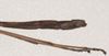 CollectionObject 1562693; 11d05cd3-0d37-483c-bd11-e082785c5ab5: copyright QMBA. male: end of abdomen, lateral view (paratype). (CollectionObject).
