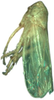 Habitus, lateral view: male. (Observation).