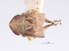 Habitus, dorsal view on Athysanella (Athysanella) krameri Blocker, 1988: (Observation).