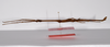 CollectionObject 1563562; 14754d4e-fd76-4914-aca7-b3dd894e18e8: copyright ZMHB, Berlin. male, lateral view (paratype). (CollectionObject).;CollectionObject 1563563; 1d08188f-636c-4804-b849-a56b67e06549: copyright ZMHB, Berlin. male, lateral view (paratype). (CollectionObject).